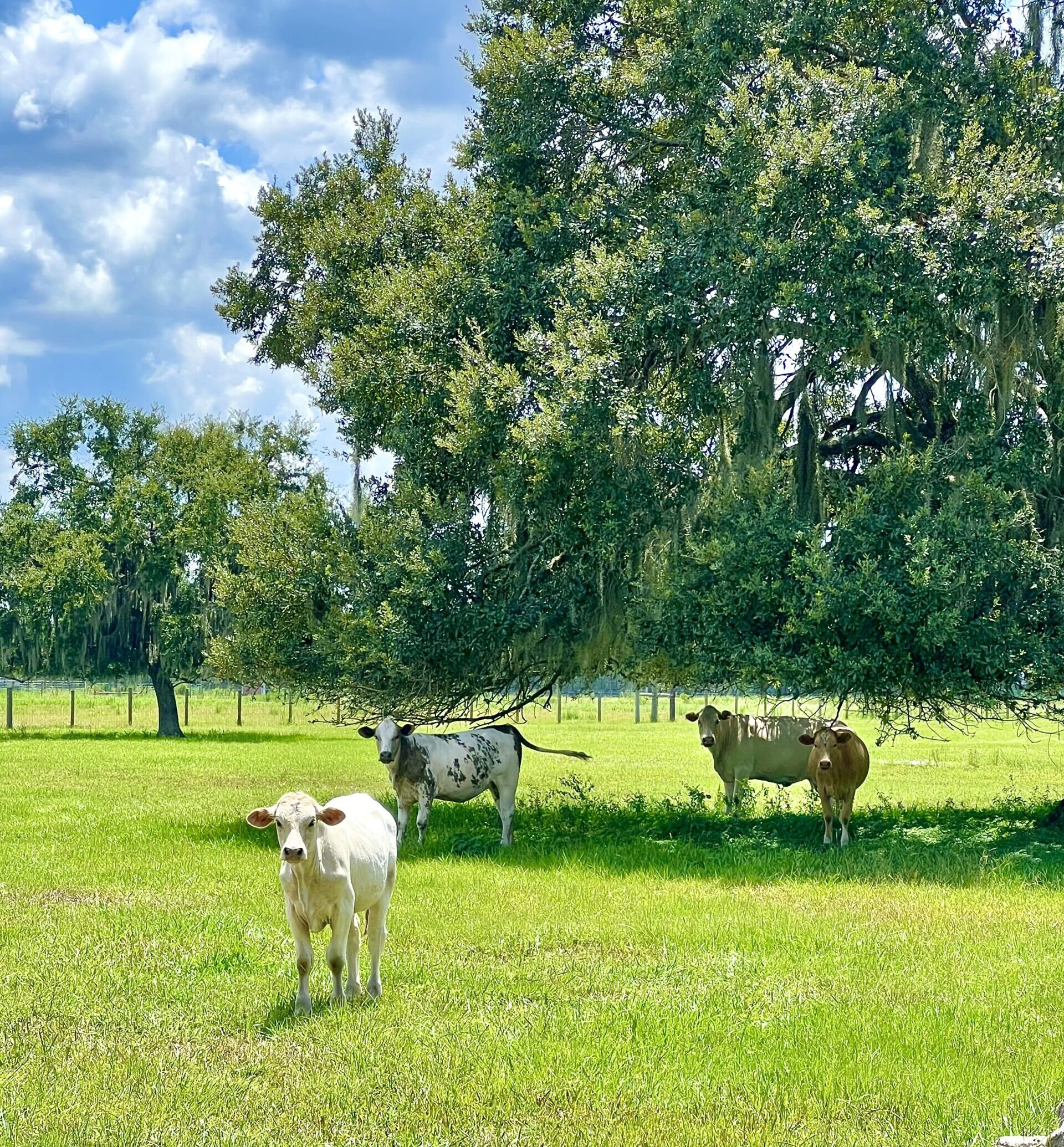 Life on the Ranch